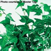Hedera helix Needlepoint