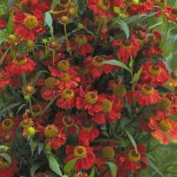 Helenium Rubinzwerg