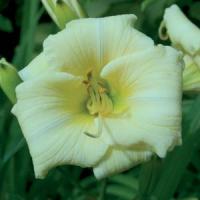 Hemerocallis Precious D'oro