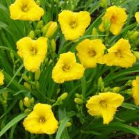 Hemerocallis Bakabana
