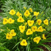 Hemerocallis Bakabana
