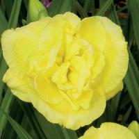Hemerocallis Yellow Submarine