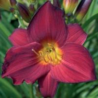 Hemerocallis Stella In Red