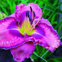 Hemerocallis Martina Verhaert