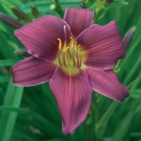 Hemerocallis Stella In Purple