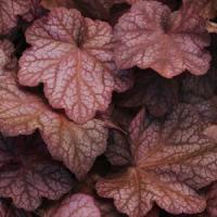 Heuchera villosa Beaujolais