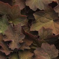Heuchera villosa Brownies