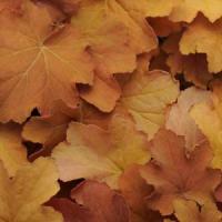 Heuchera villosa Caramel
