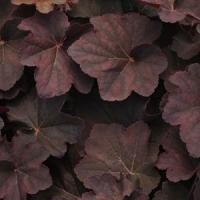 Heuchera villosa Mocha