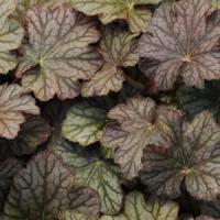 Heuchera villosa Pinot Gris