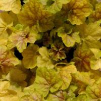 Heuchera villosa Tiramisu