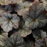 Heuchera villosa Color Dream