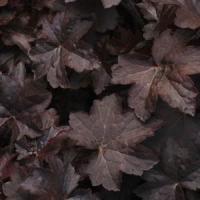 Heuchera hybrid Molly Bush