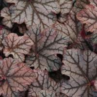 Heuchera hybrid Mars