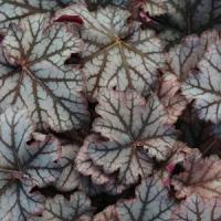 Heuchera hybrid Neptune