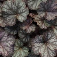 Heuchera Saturn