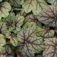 Heuchera hybrid Venus
