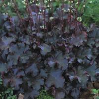 Heuchera hybrid Prince