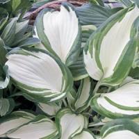 Hosta Dancing In The Rain