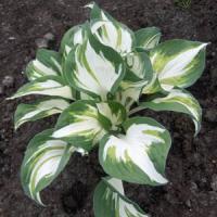 Hosta Enterprise