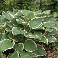 Hosta Francee
