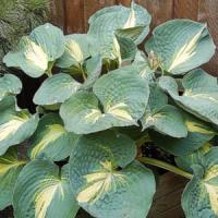 Hosta Dream Queen