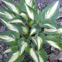 Hosta Extasy