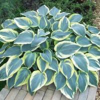 Hosta First Frost