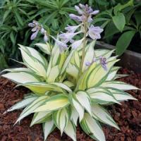 Hosta Remember Me