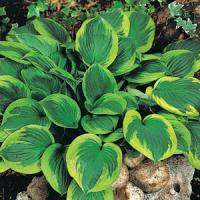 Hosta Twilight