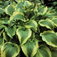 Hosta Atlantis