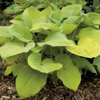 Hosta August Moon