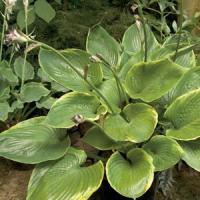 Hosta Beauty Substance
