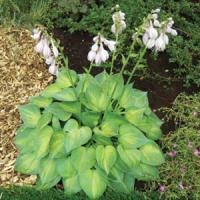 Hosta Dinky Donna
