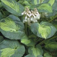 Hosta Sieboldiana Great Expectations