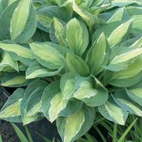 Hosta Gypsy Rose