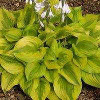 Hosta Summer Breeze