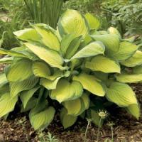 Hosta Gold Standard