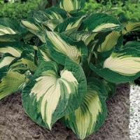 Hosta Sieboldiana Golden Meadows