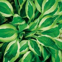 Hosta Hanky Panky