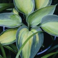 Hosta Heat Wave