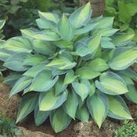 Hosta June