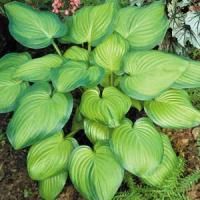 Hosta Guacamole
