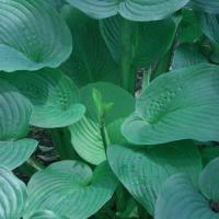 Hosta Jurassic Park