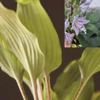 Hosta Katsuragawa Beni