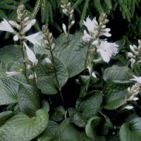 Hosta Lakeside Lollipop