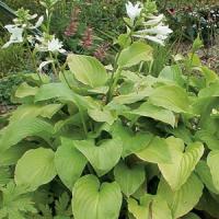 Hosta plantaginea Grandiflora