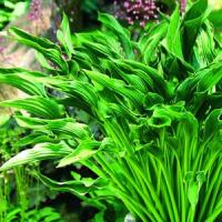 Hosta Praying Hands