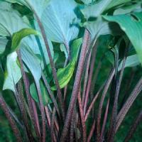 Hosta Red October