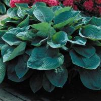 Hosta Sieboldiana 